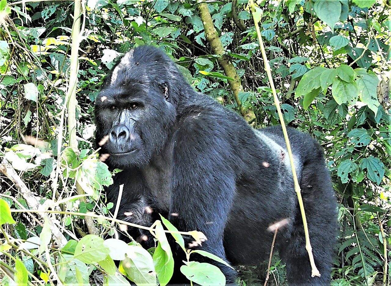 Silverback mountain gorilla in Bwindi Impenetrable Forest